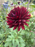 Hollyhill Black Beauty