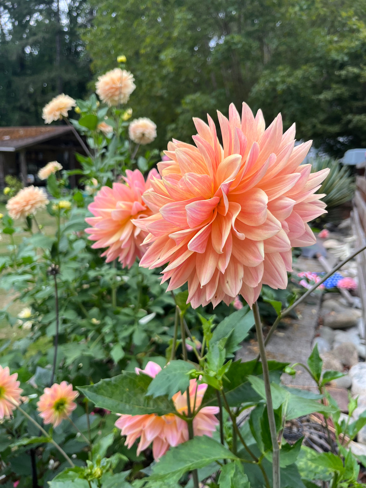 Lee’s Lotusland