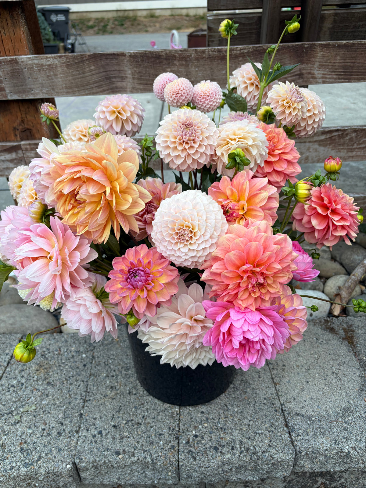 Bucket of Dahlias
