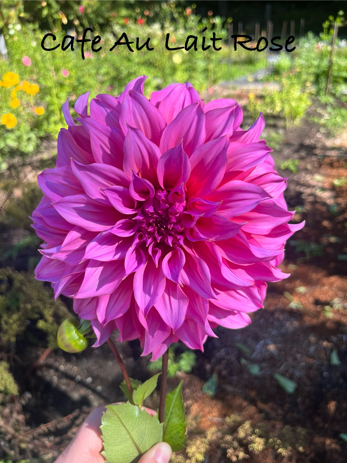 Cafe Au Lait Rose