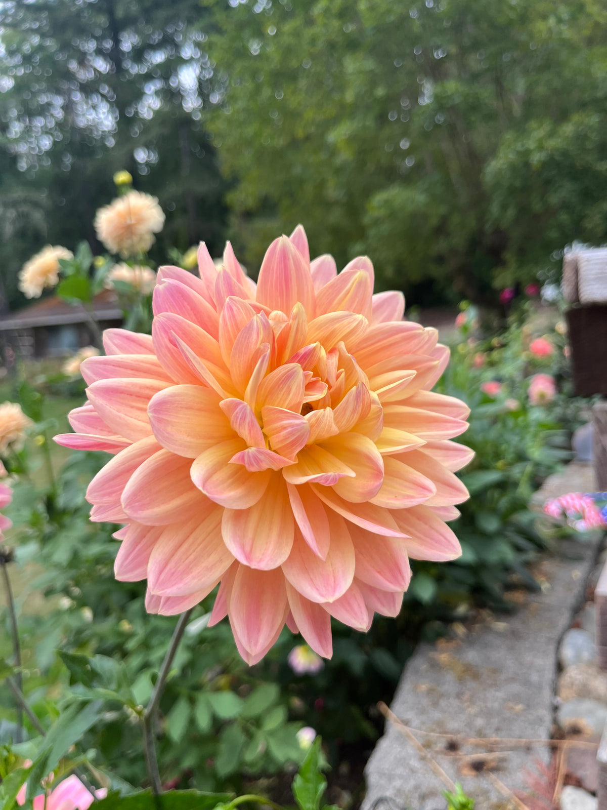 Lee’s Lotusland