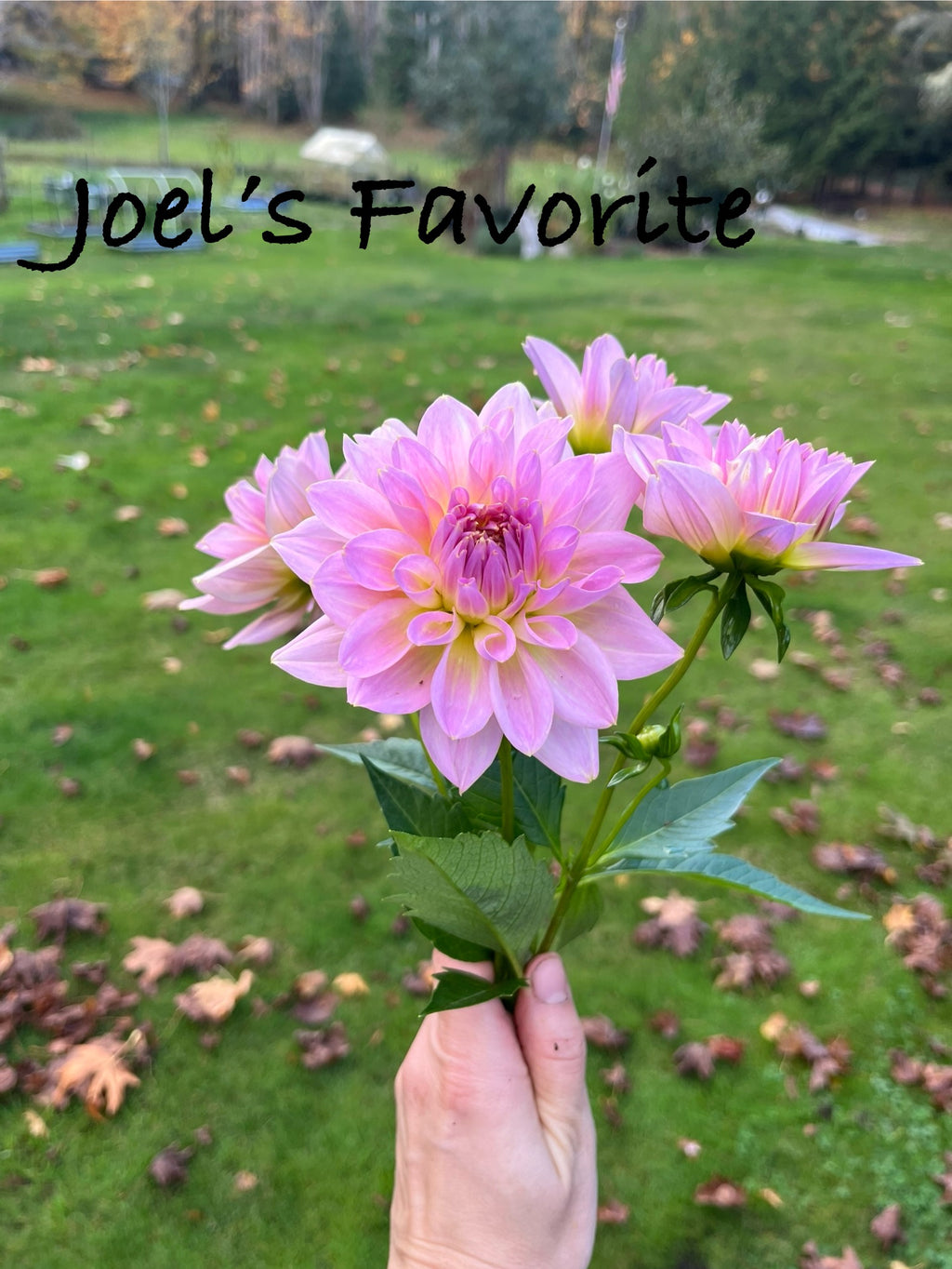Joel’s Favorite