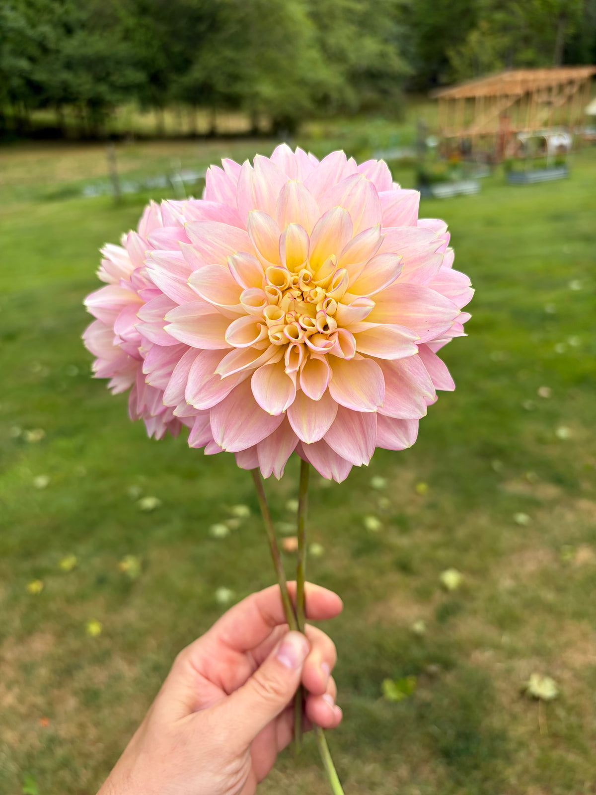 Rosemarys Webb