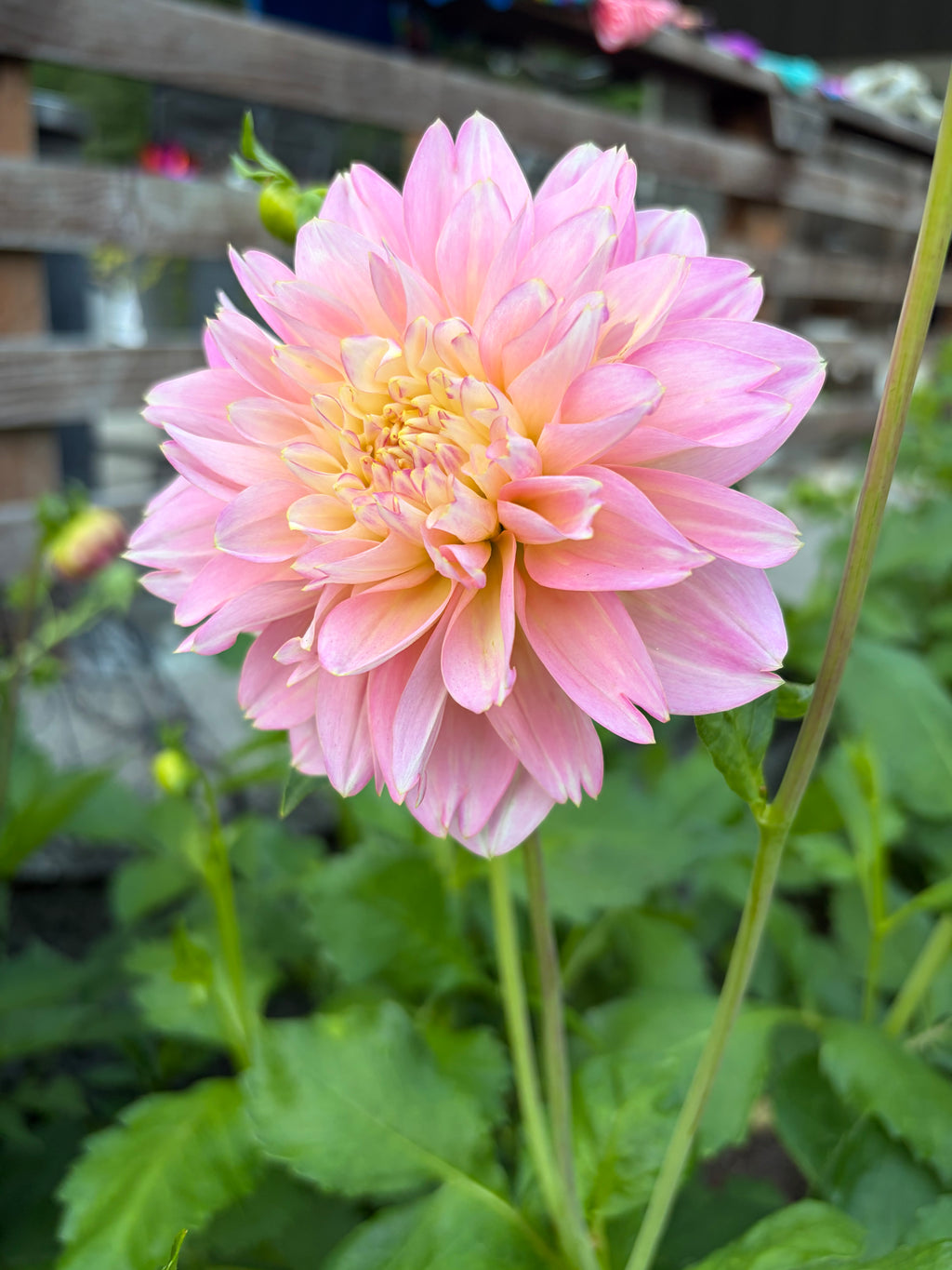 Rosemarys Webb