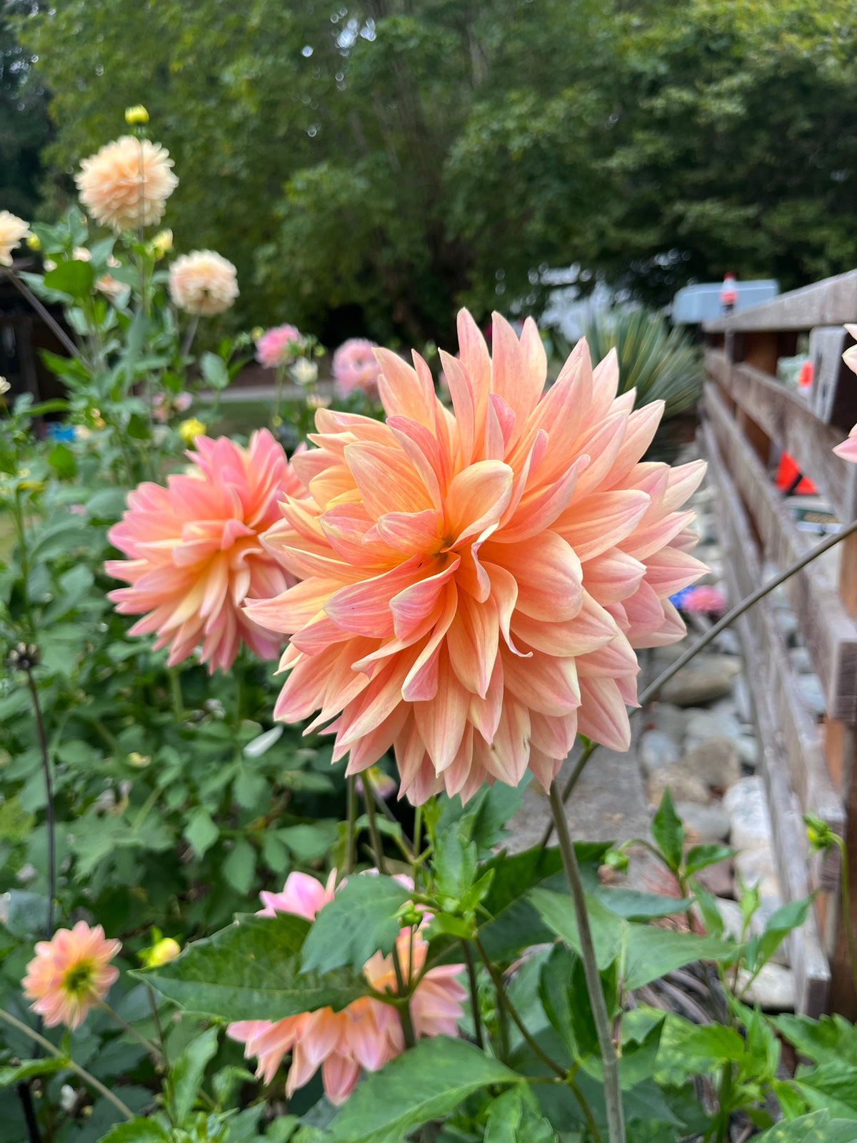 Lee’s Lotusland