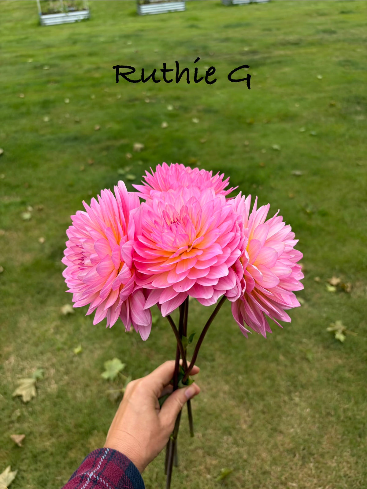 Ruthie G