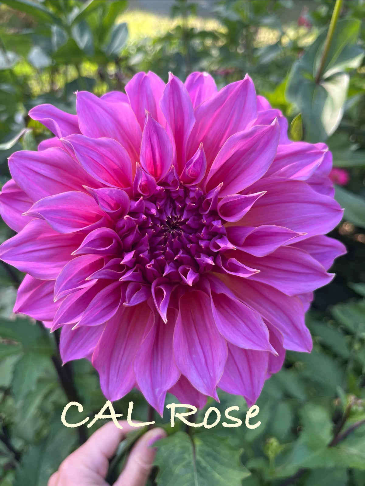 Cafe Au Lait Rose