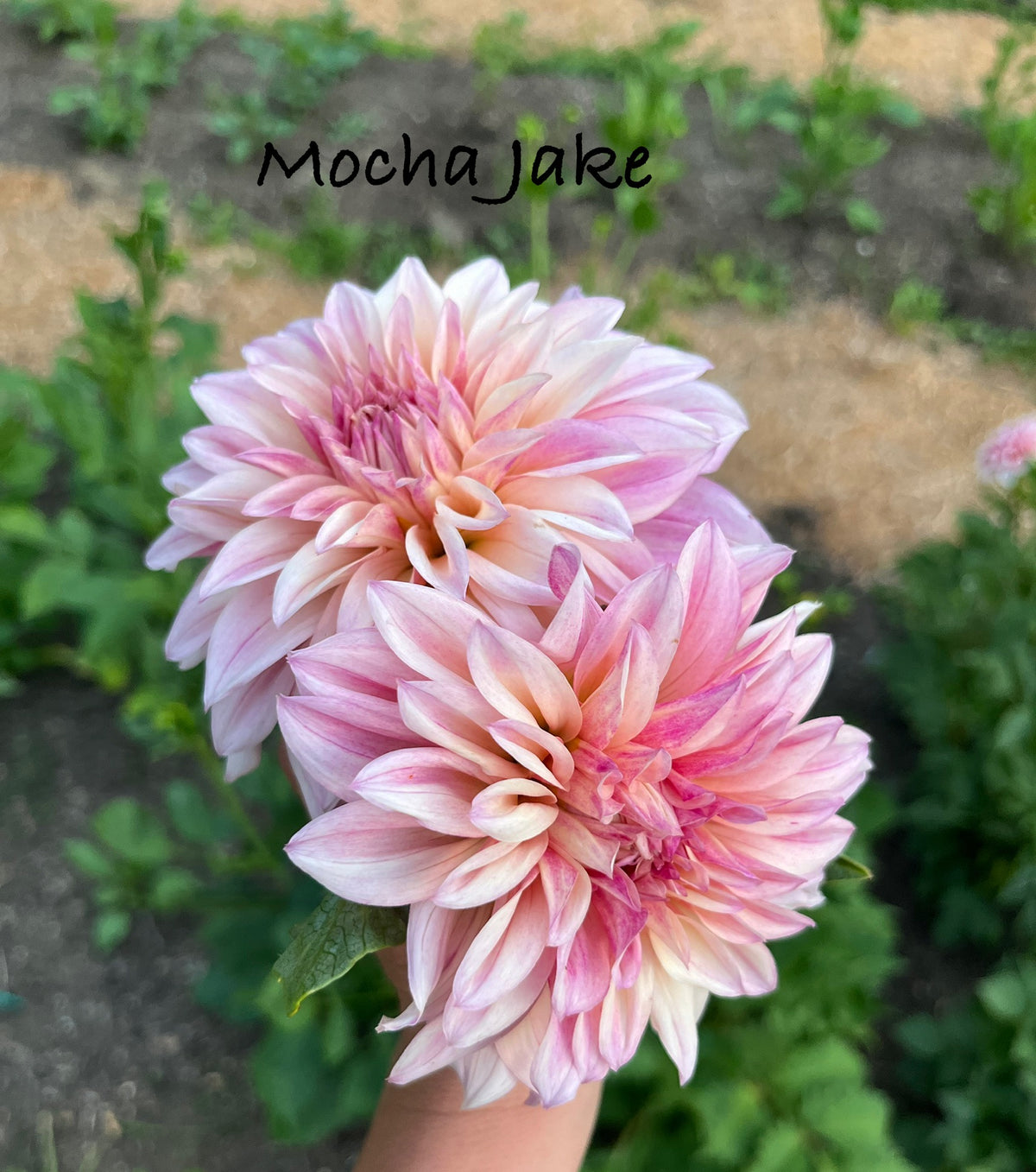 Mocha Jake