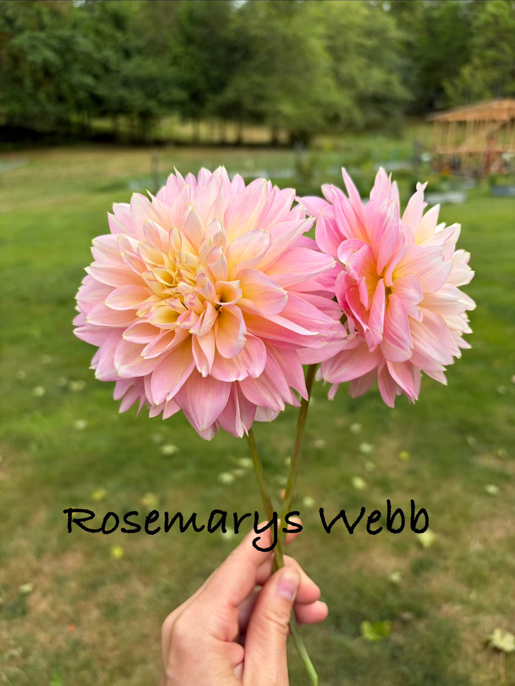 Rosemarys Webb