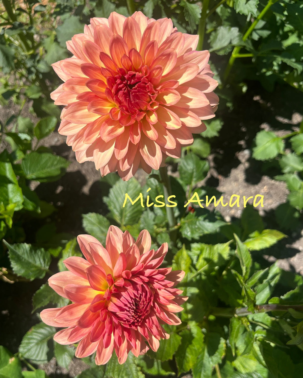 Miss Amara