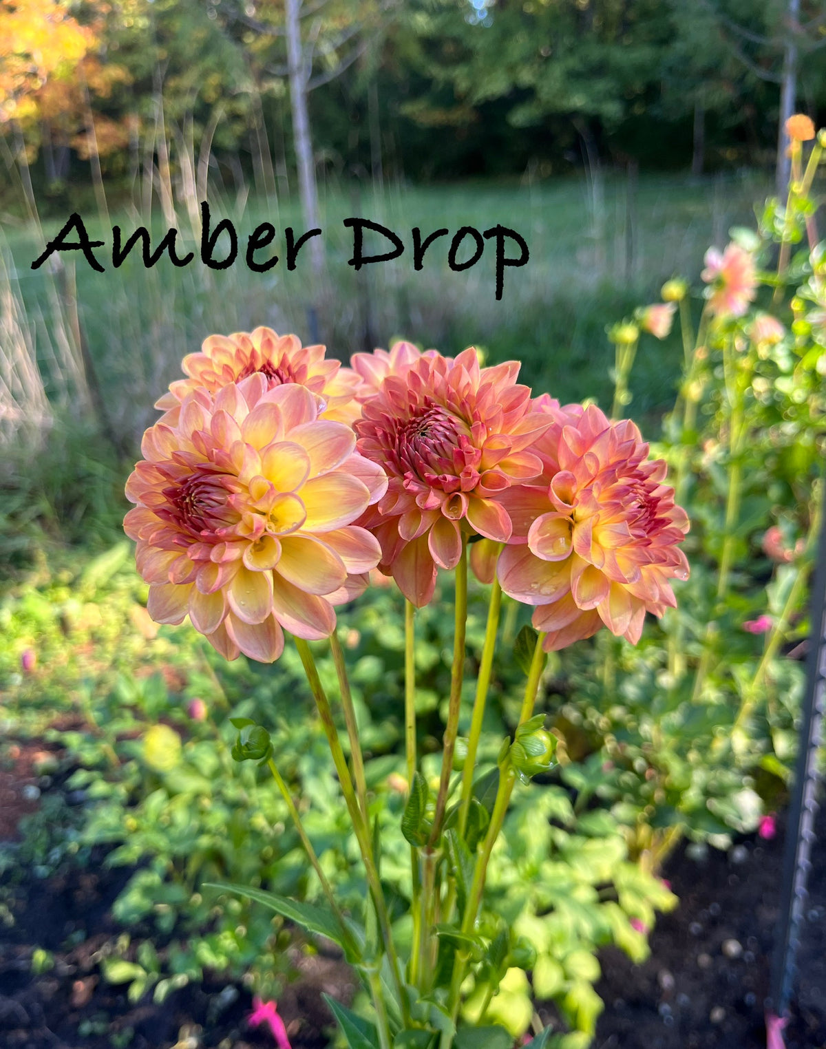 Lee's Amber Drop