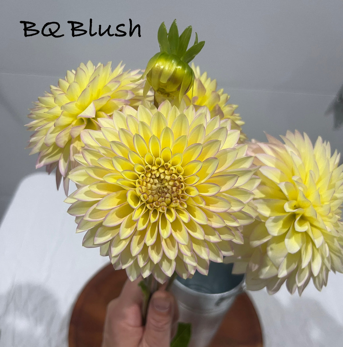 Bloomquist Blush