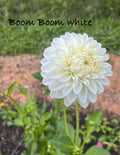 Boom boom white
