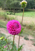 Chimacum Katie
