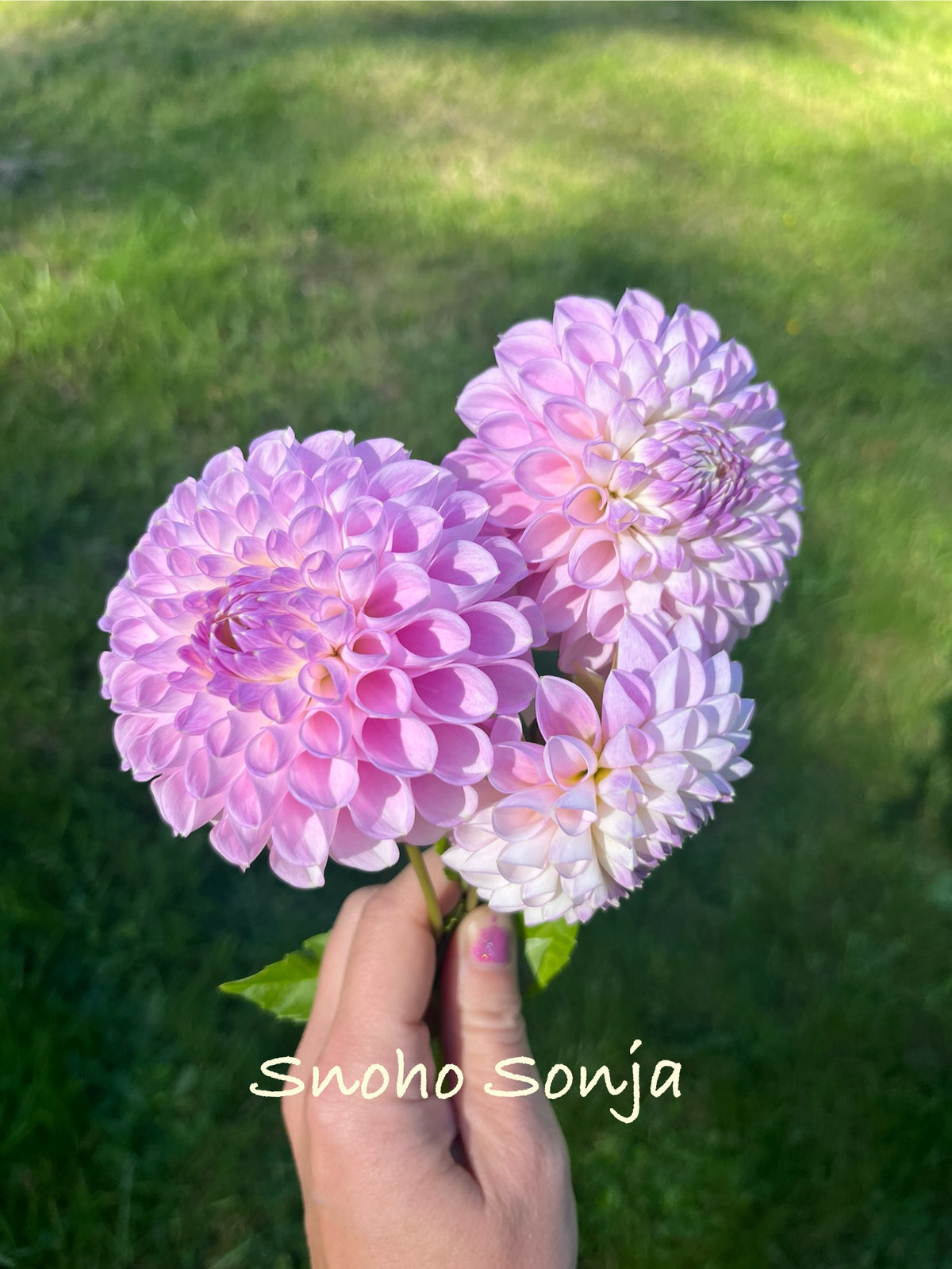 Snoho Sonia