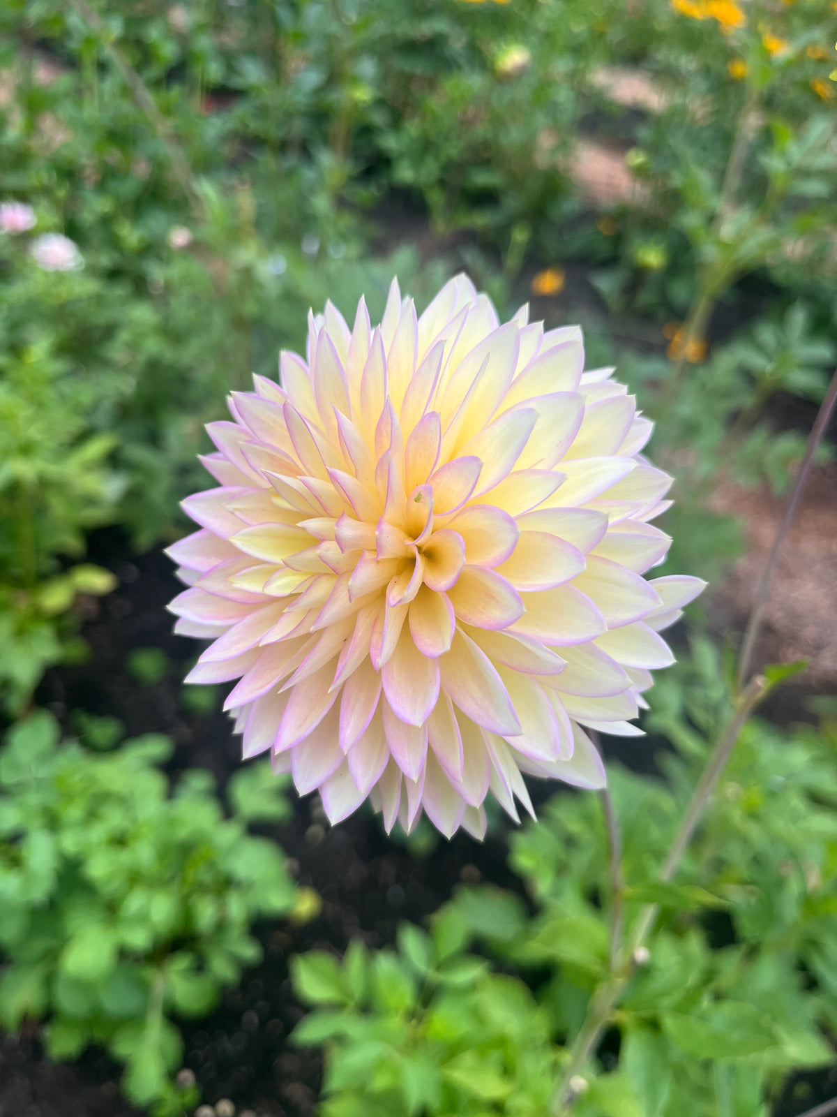 Bloomquist Blush