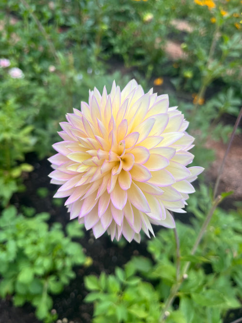 Bloomquist Blush