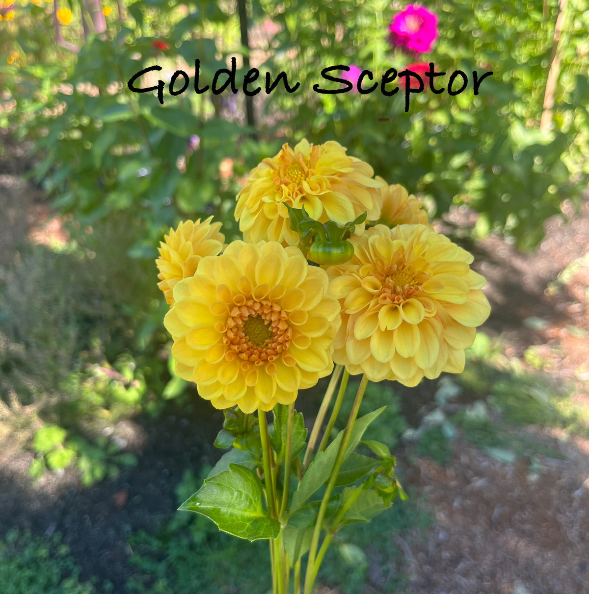 Golden Sceptor