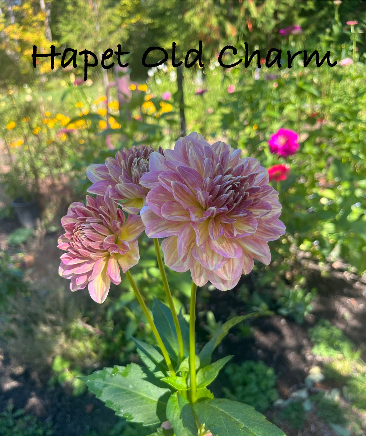 Hapet Old Charm