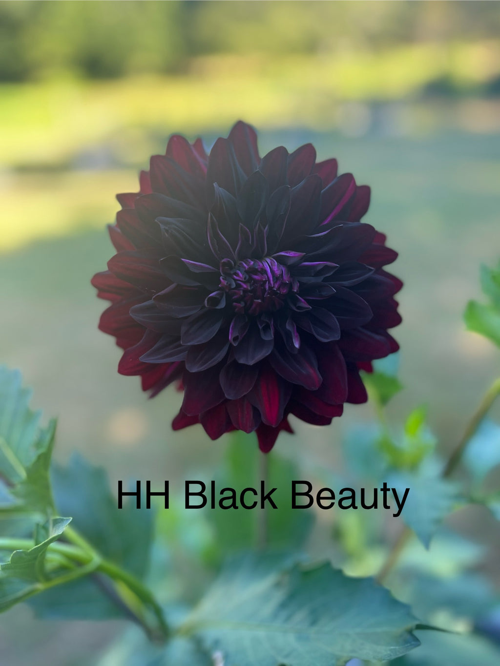 Hollyhill Black Beauty