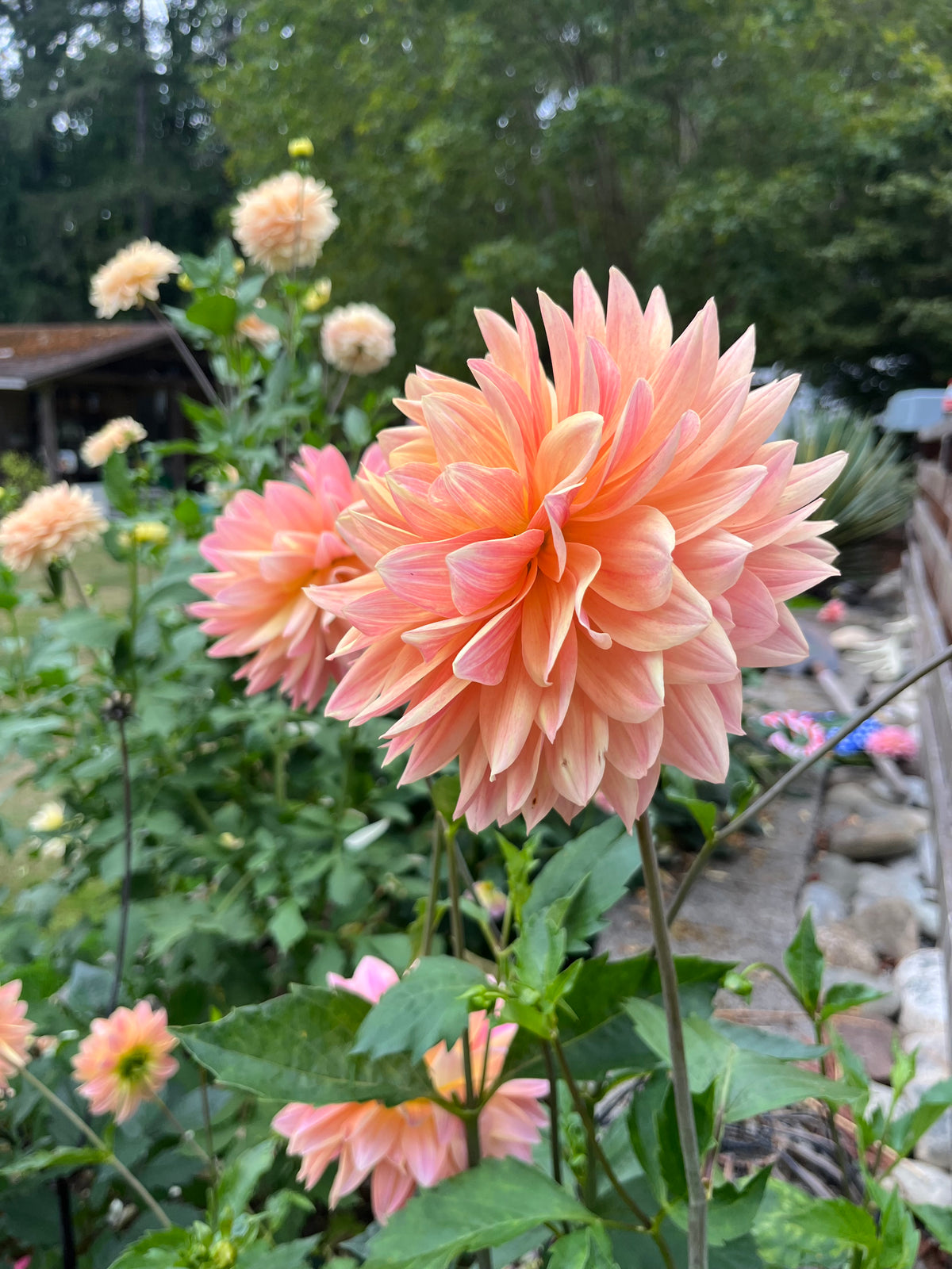 Lee’s Lotusland