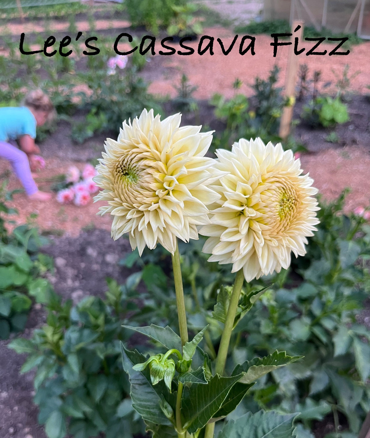 Lee’s Cassava Fizz