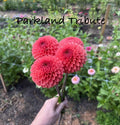 Parkland tribute