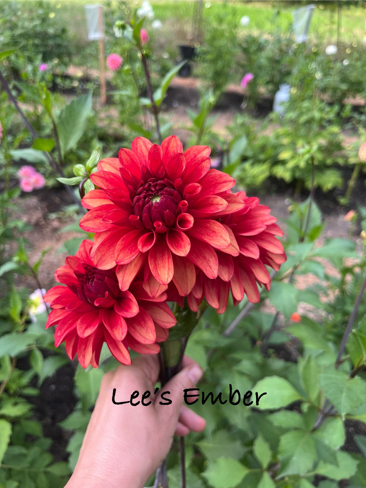 Lee's Ember