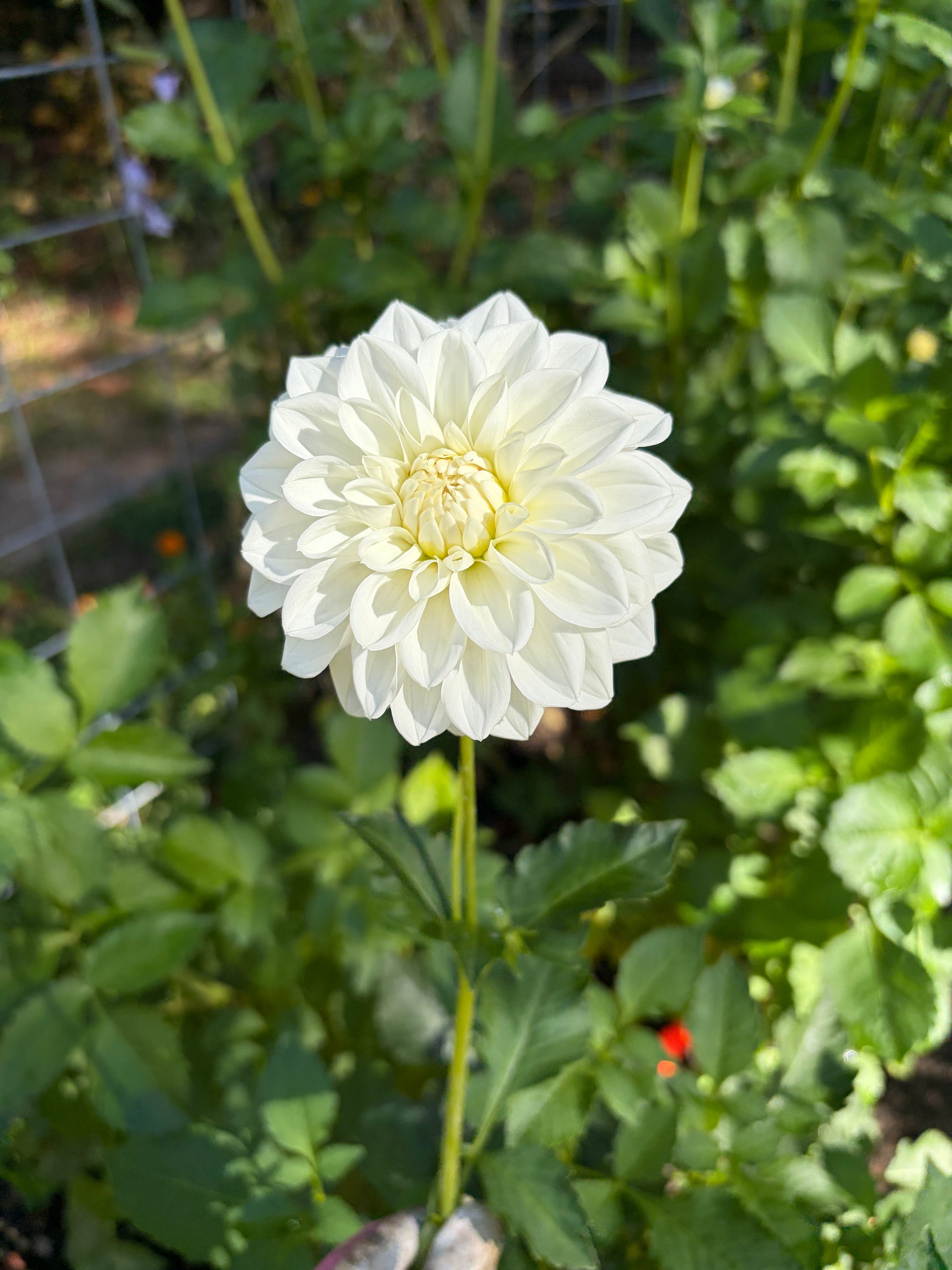 White Fawn