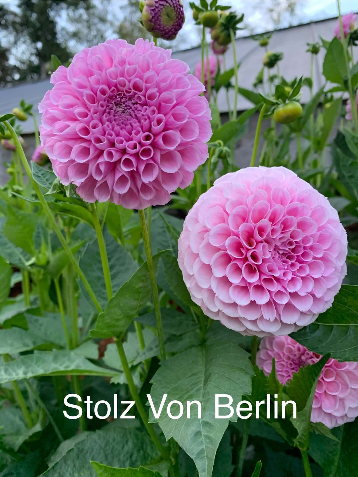 Stolze Von Berlin