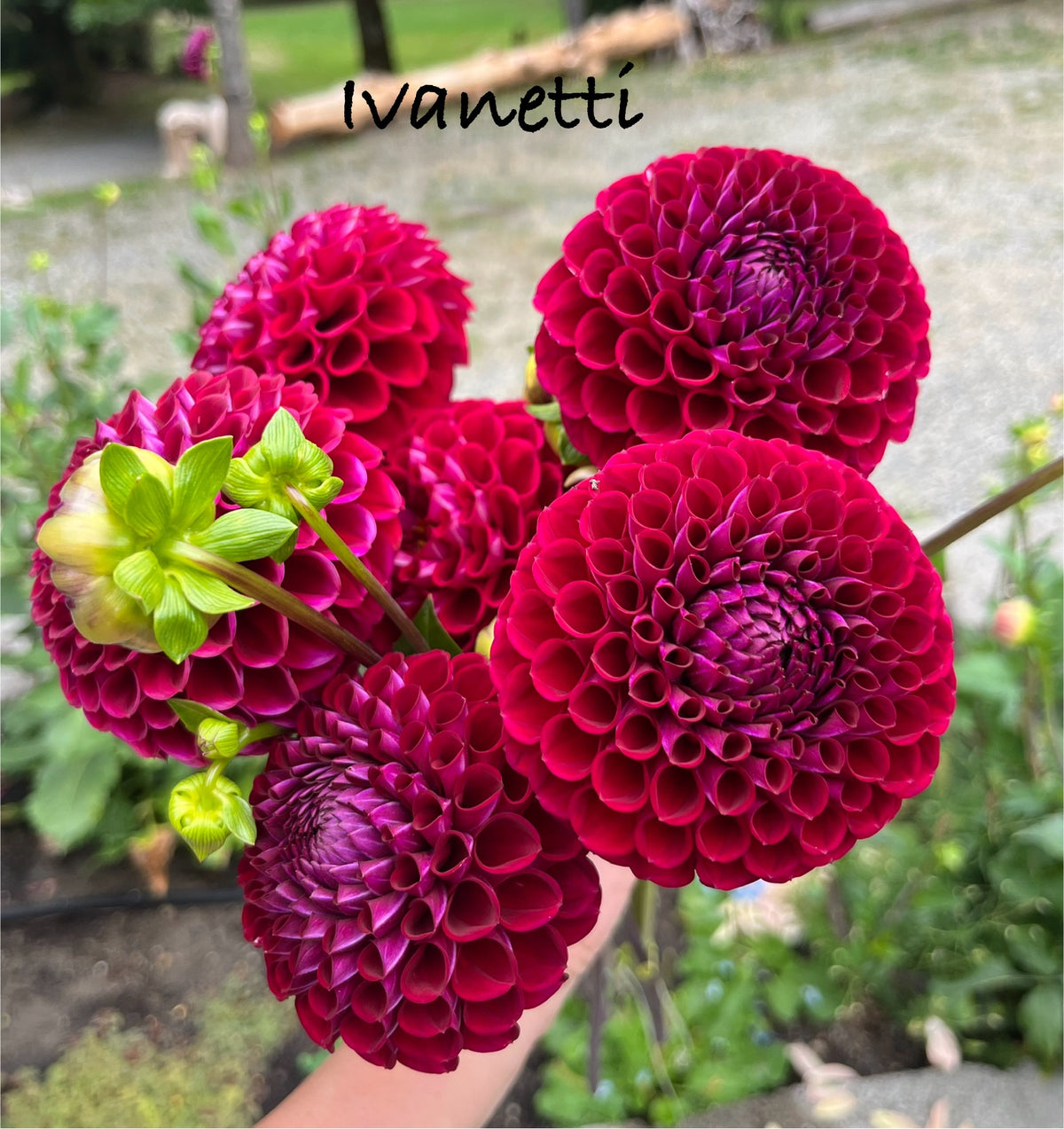 Ivanetti