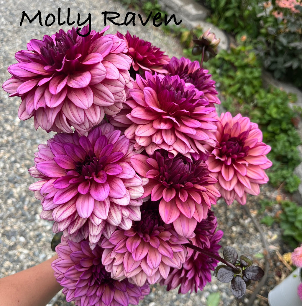 Molly Raven