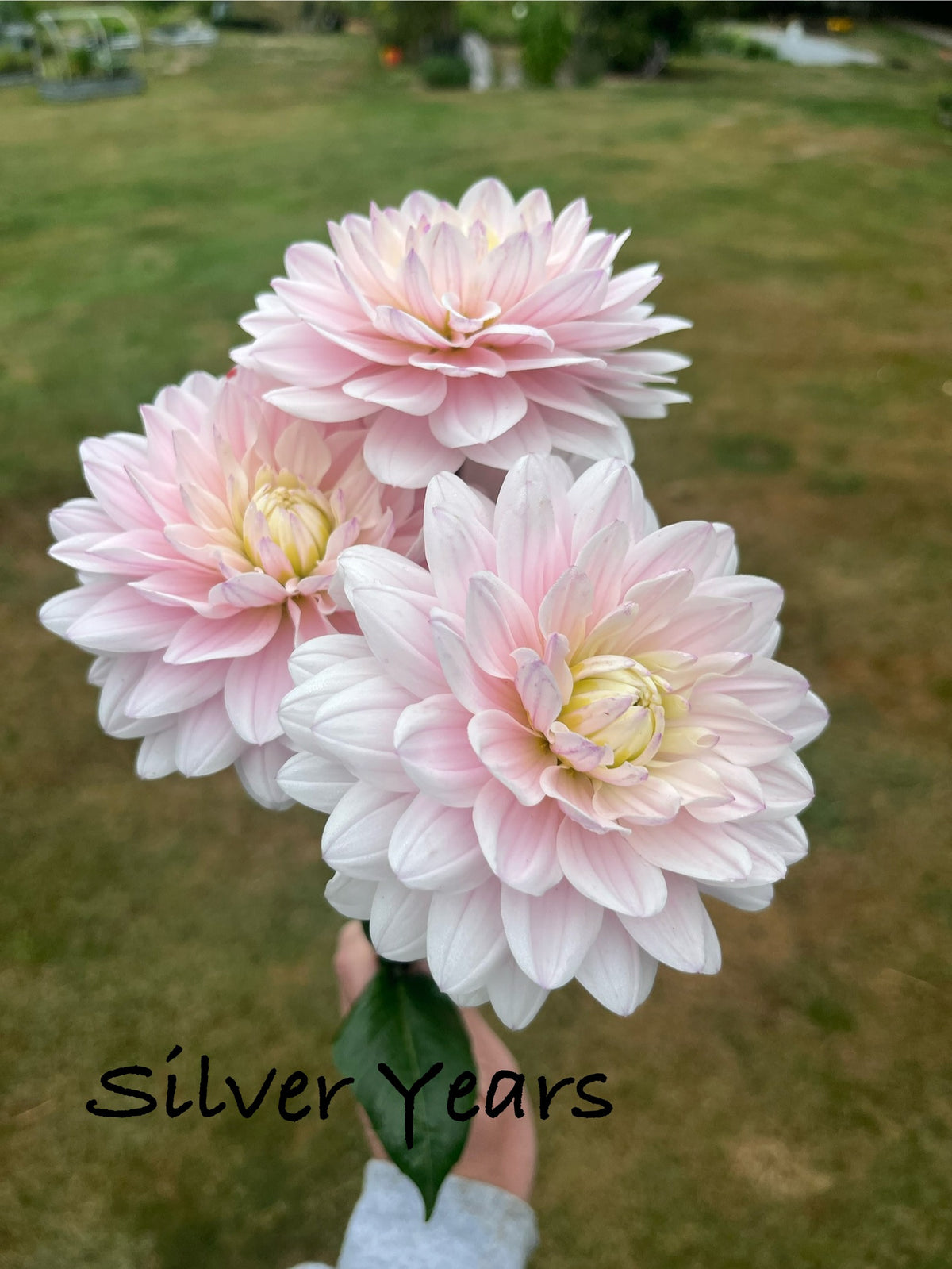 Silver Years