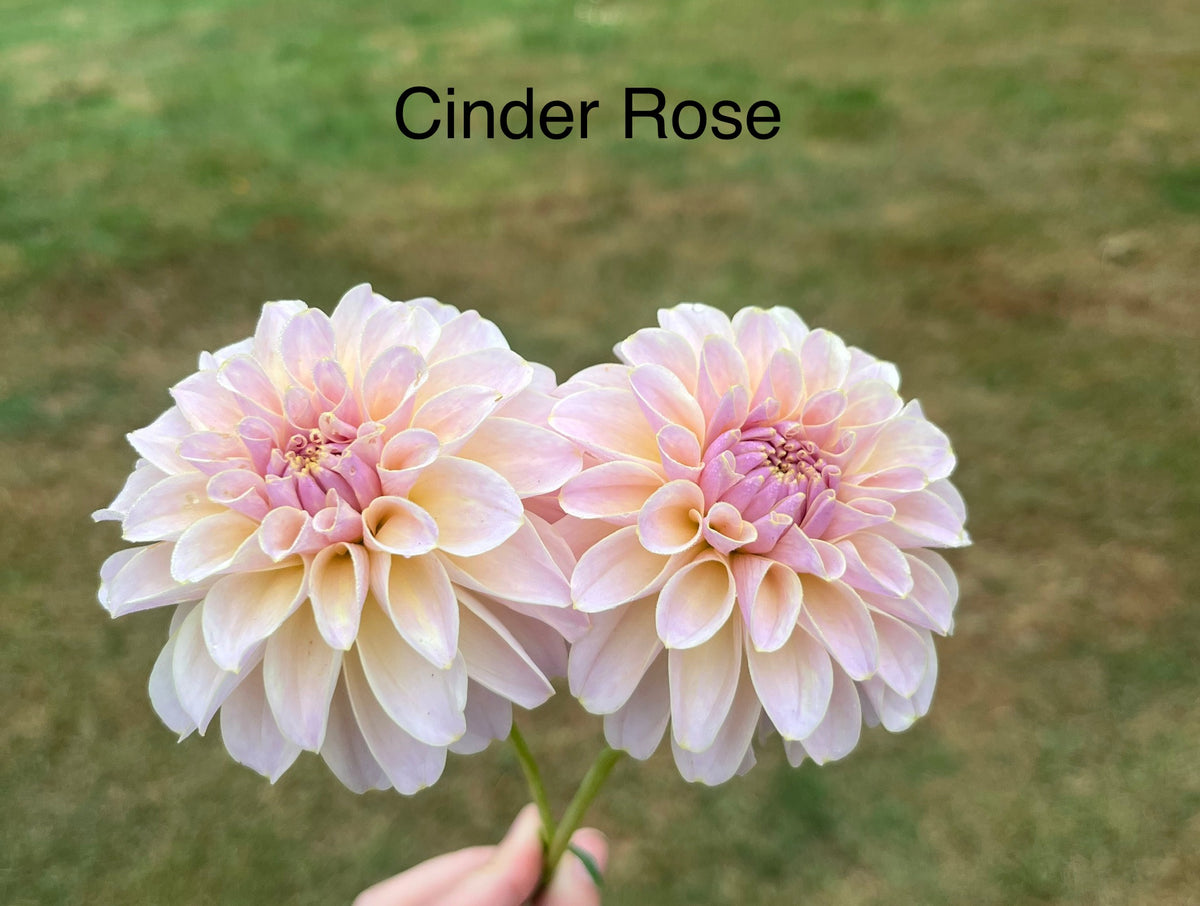 Cinder Rose