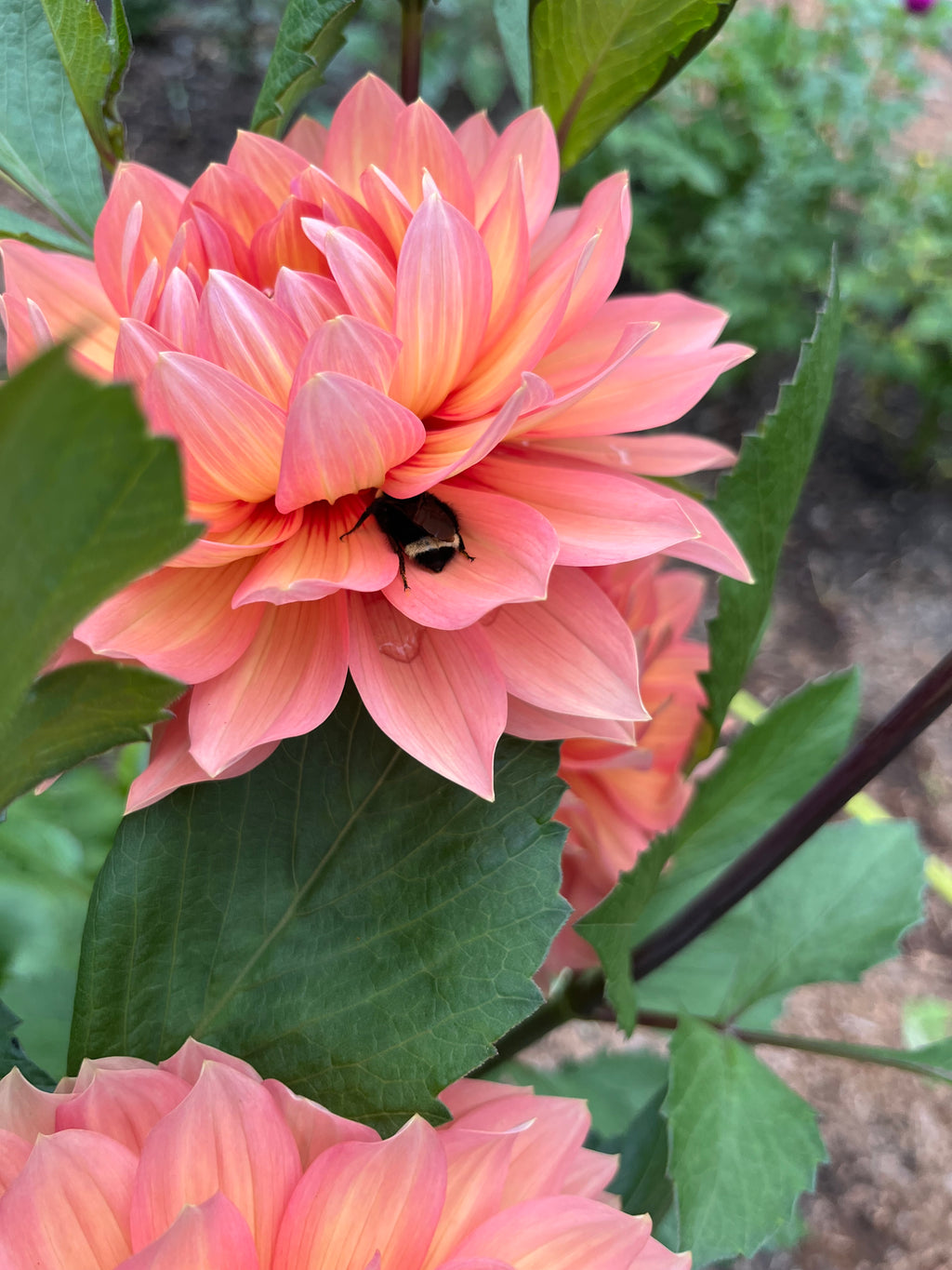 Nicholas