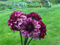 Seniors Hope