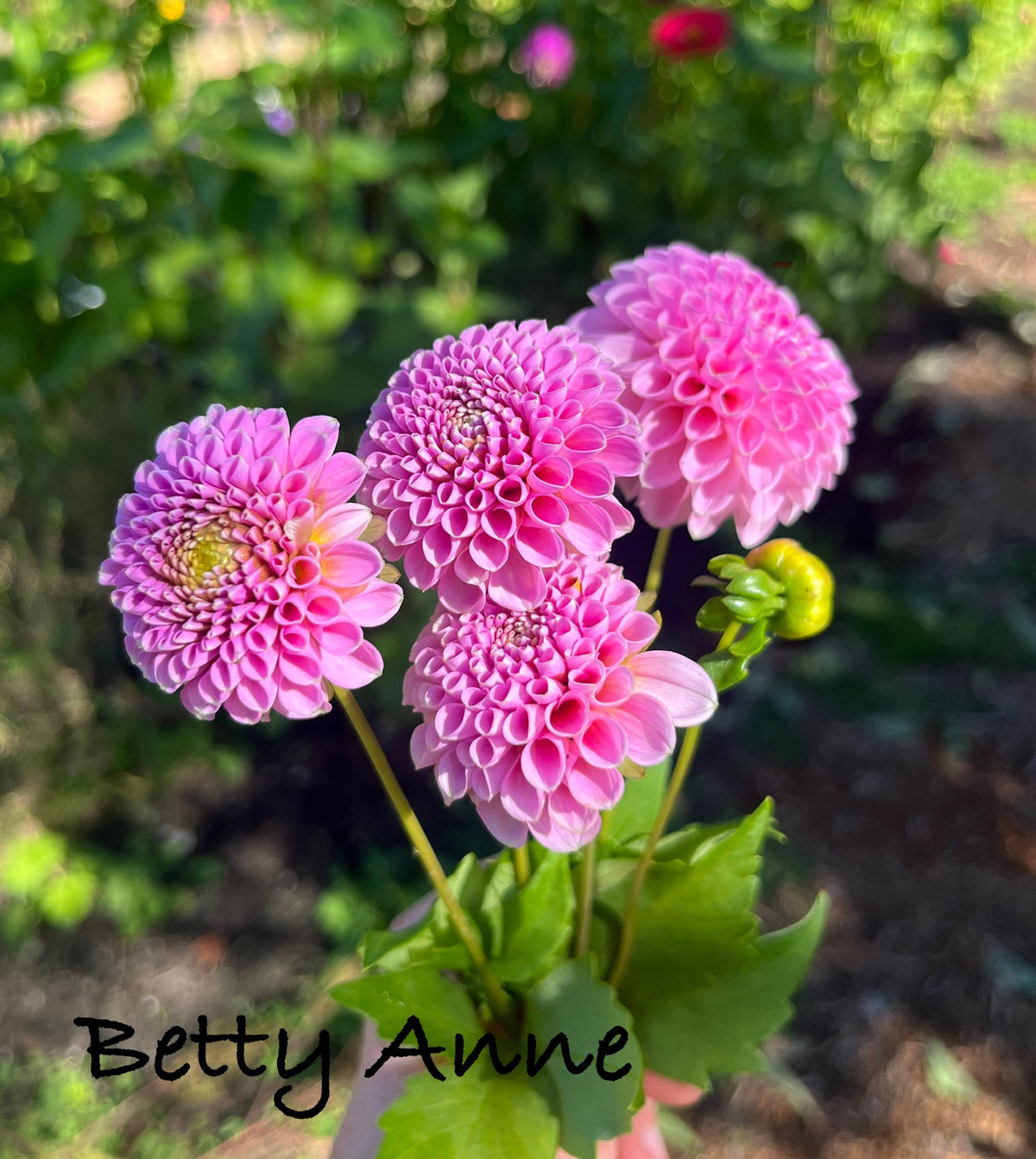 Betty Anne