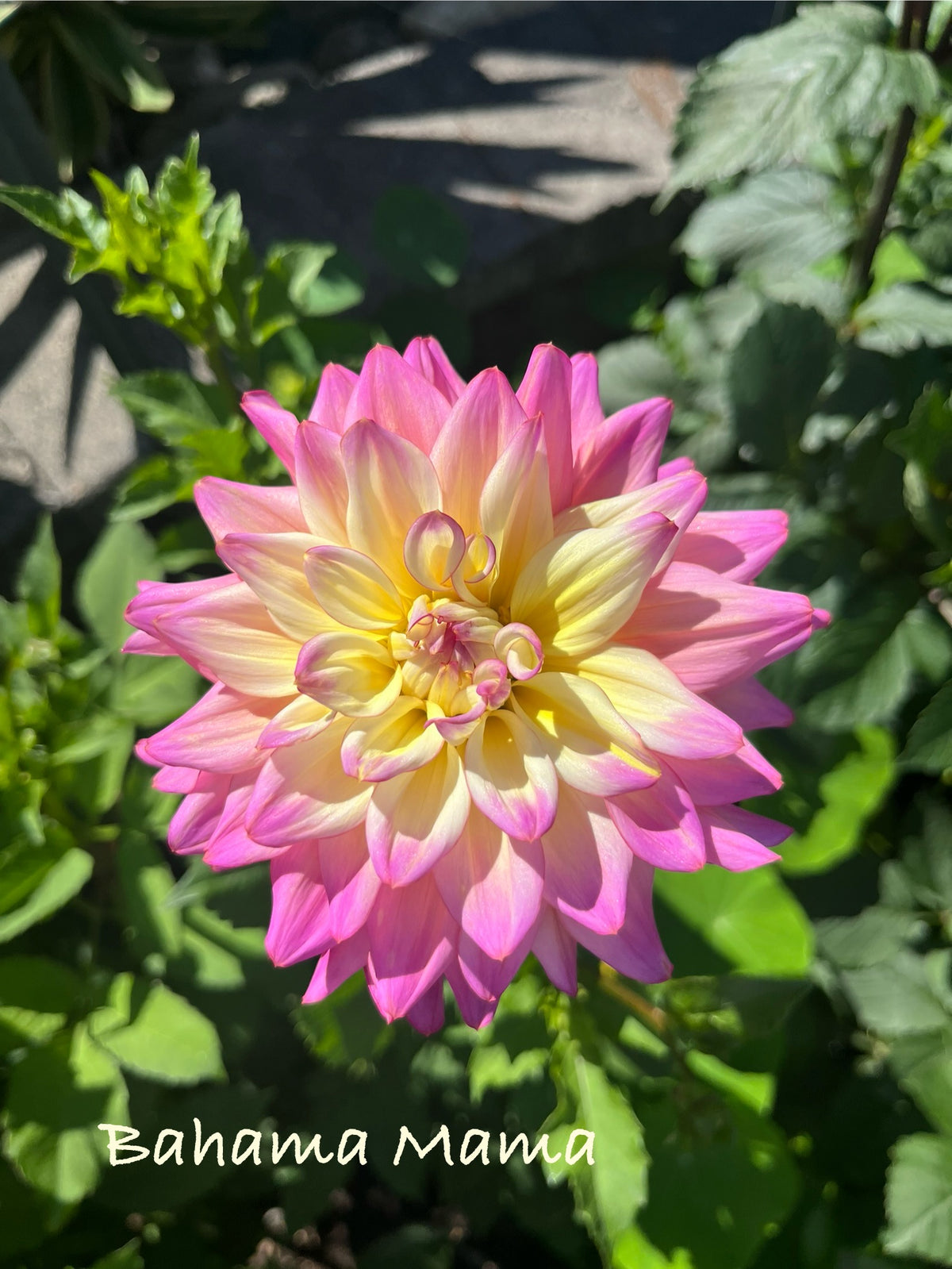 Bahama Mama