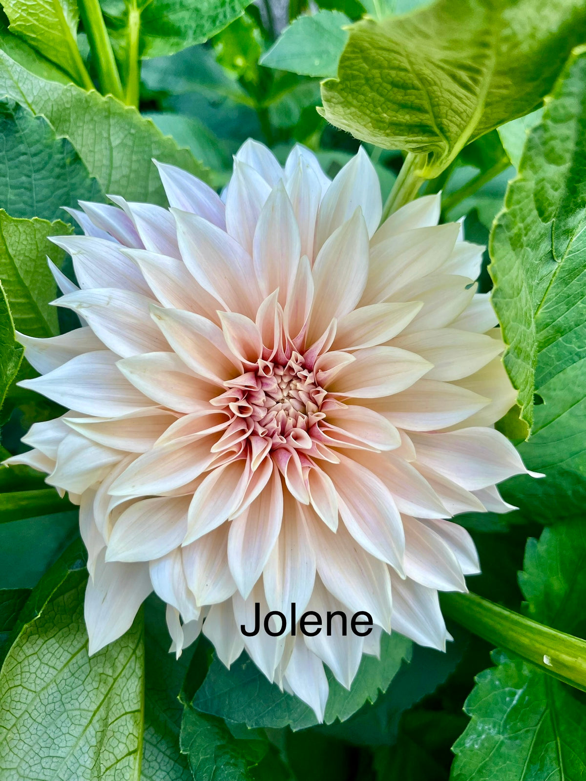 Cafe Au Lait Mini aka Jolene