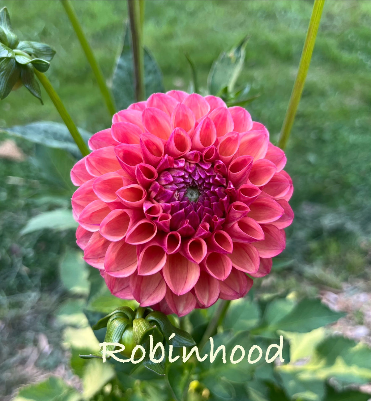Robinhood