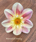 Ferncliff Dolly