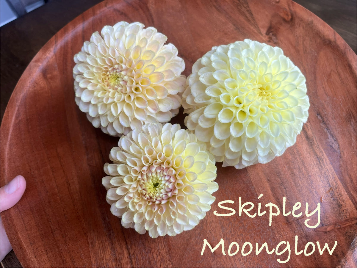 Skipley Moonglow