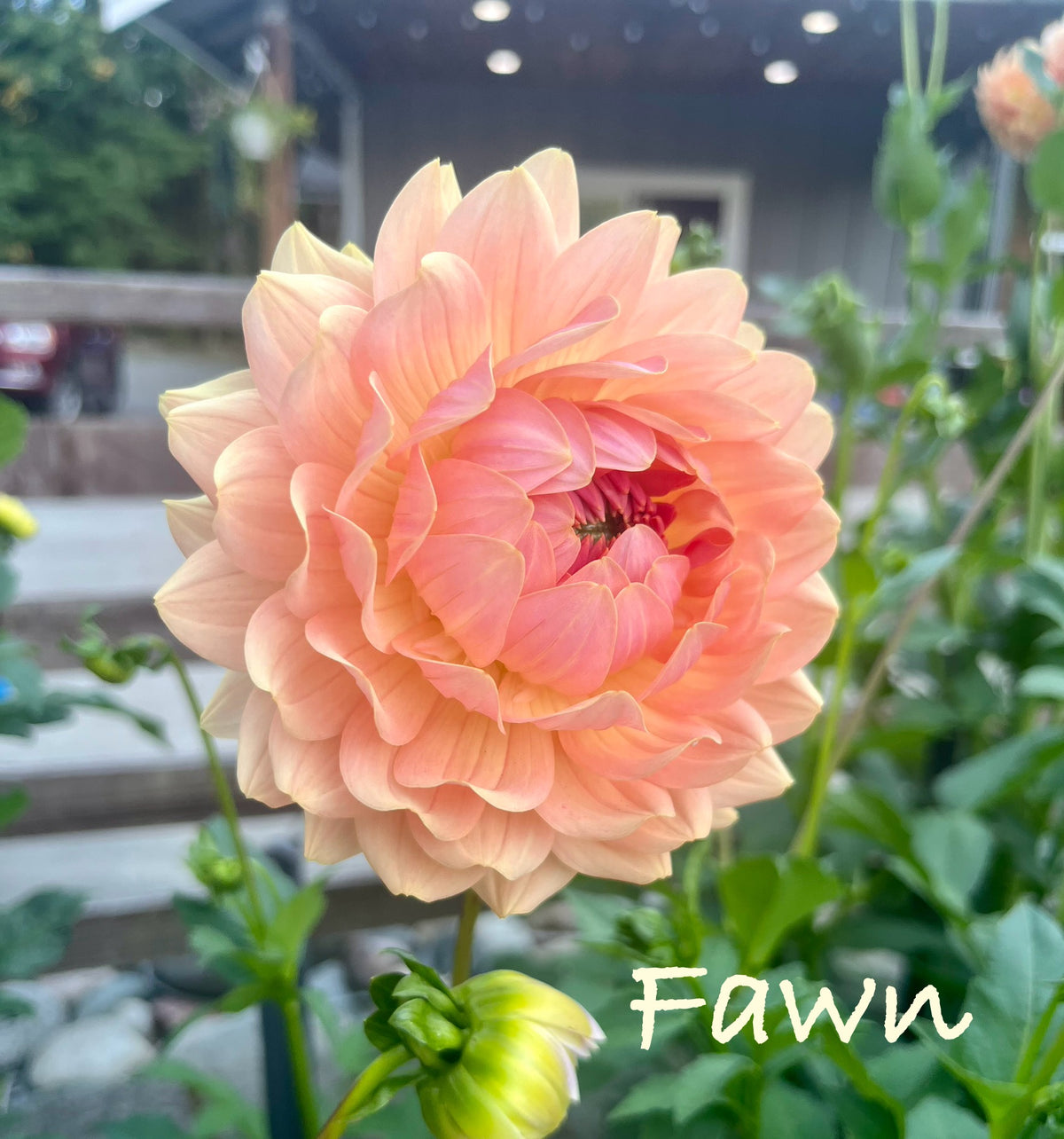 Fawn