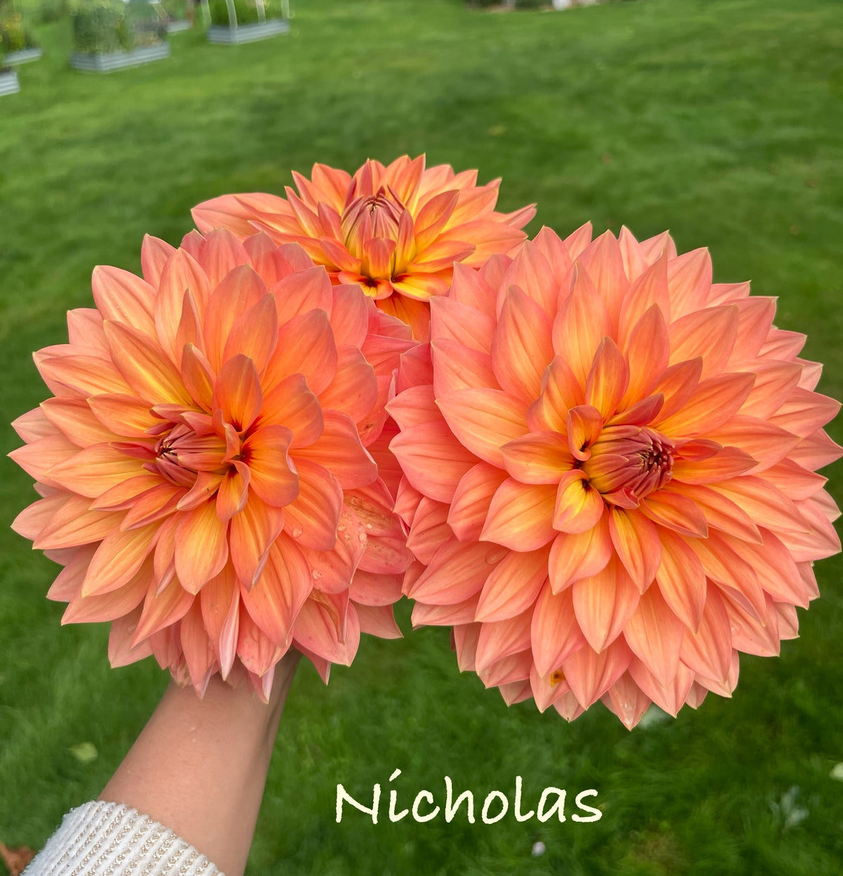 Nicholas