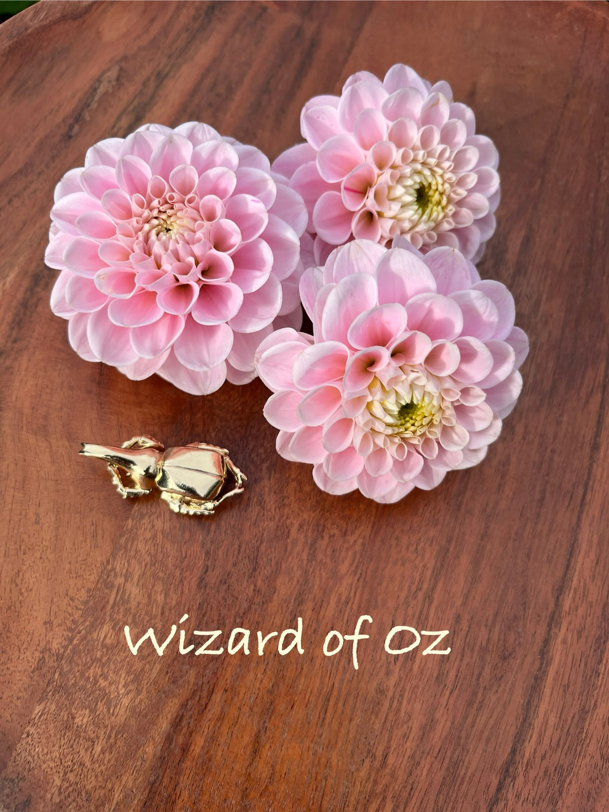 Wizard of oz