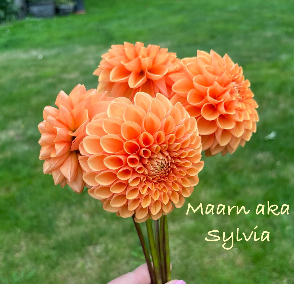 Maarn aka Sylvia