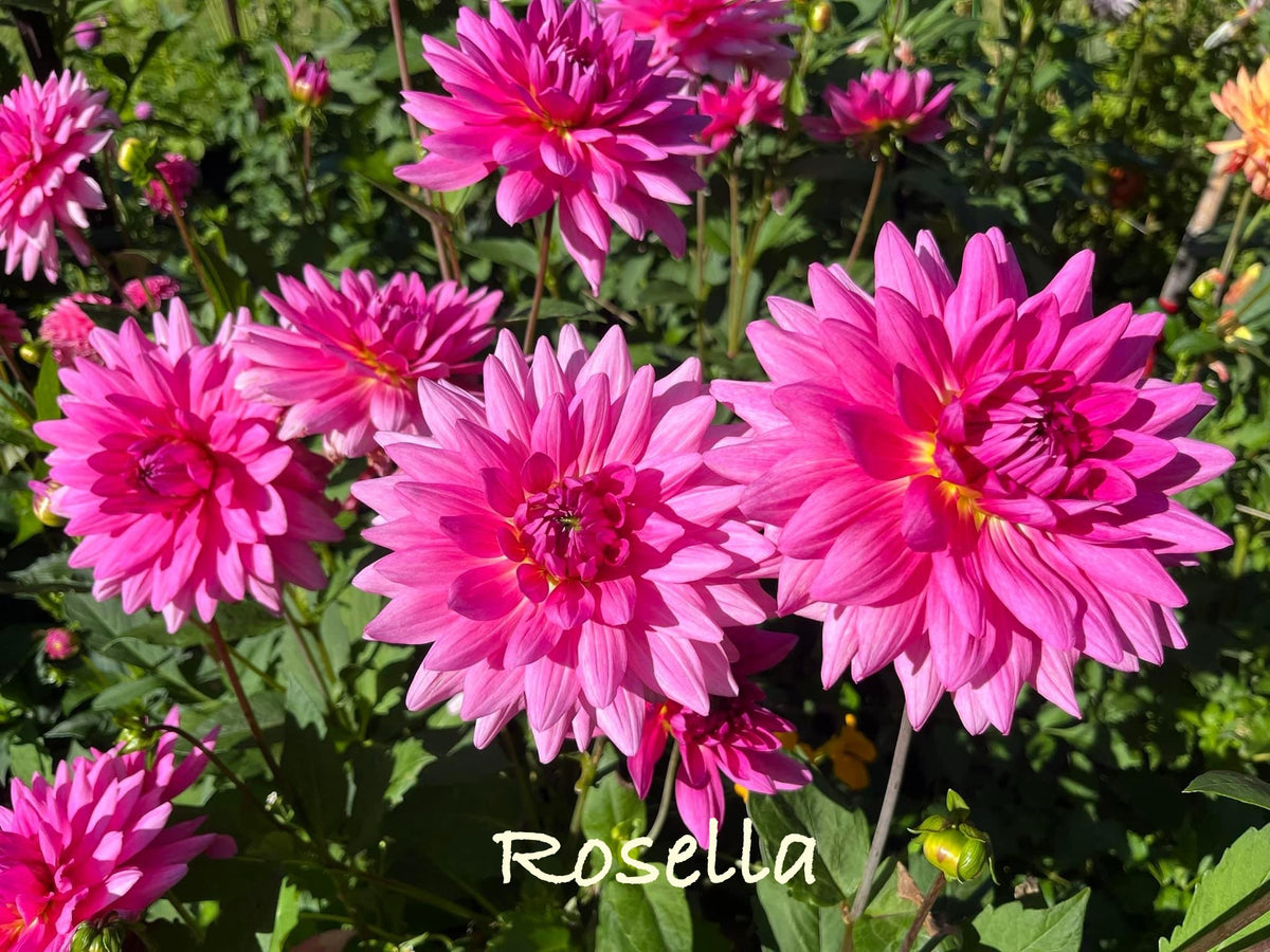 Rosella