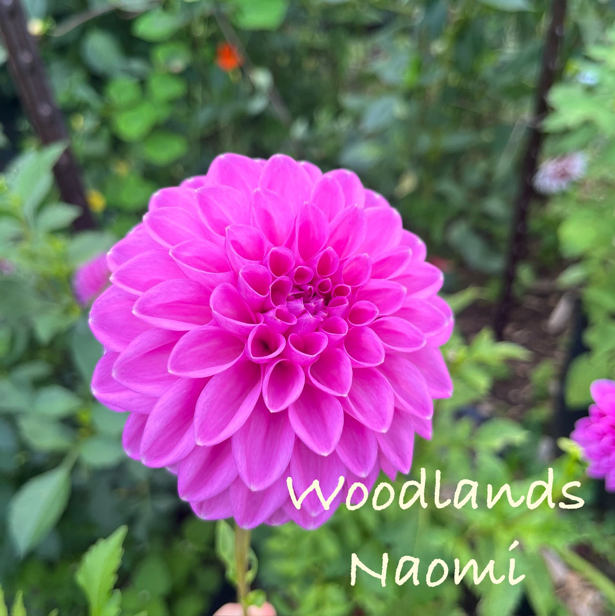 Woodlands Naomi