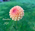 Snoho Jojo