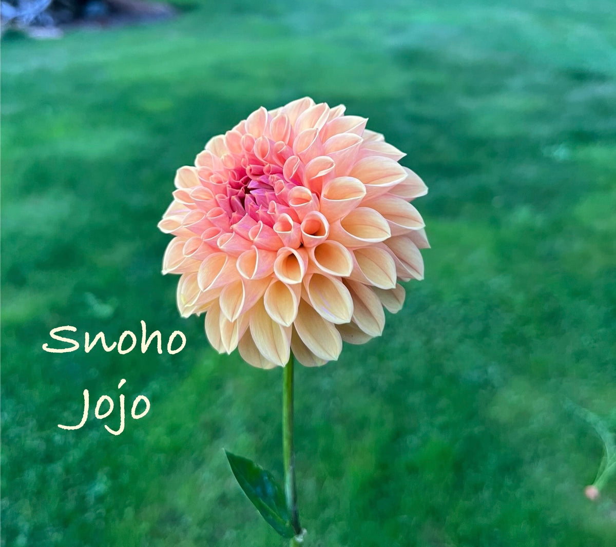 Snoho Jojo